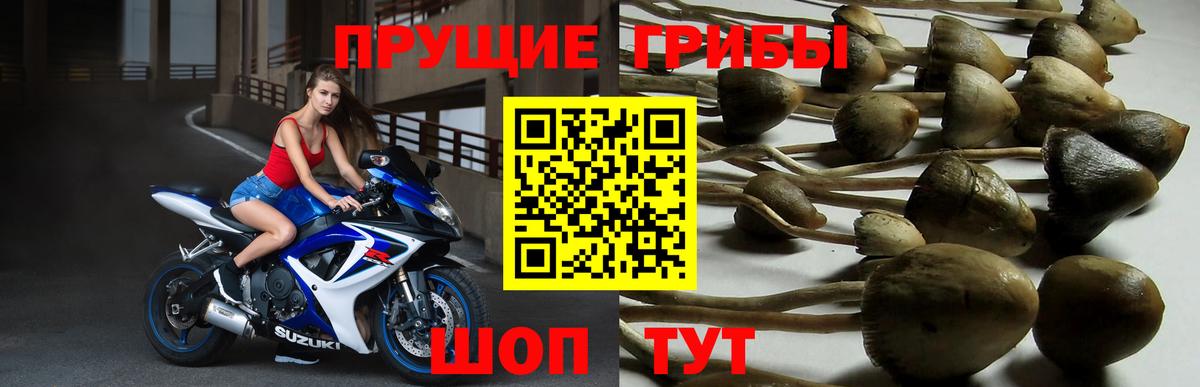 Нефтекумск  Псилоцибиновые грибы Magic Shrooms  Вход с VPN 